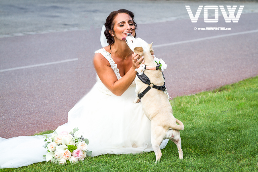 dog at the wedding ceremony